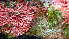 Tricleocarpa fragilis