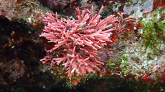 Tricleocarpa fragilis