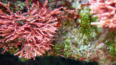 Tricleocarpa fragilis