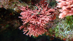 Tricleocarpa fragilis