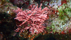 Tricleocarpa fragilis