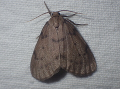 Paidia rica