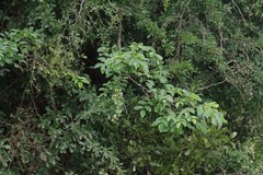 Dalbergia obovata