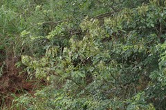 Dalbergia obovata