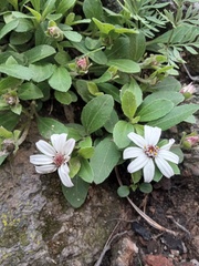 Wedelia grayi