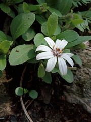 Wedelia grayi