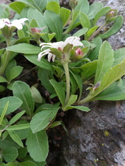 Wedelia grayi