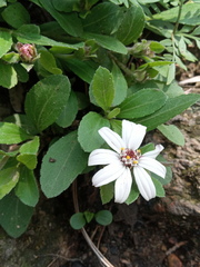 Wedelia grayi