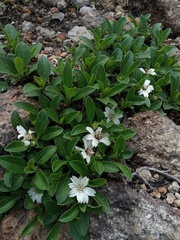 Wedelia grayi