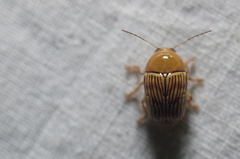 Cryptocephalus umbonatus