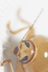 Cryptocephalus umbonatus