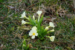 Primula vulgaris