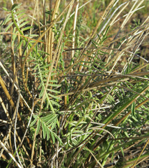Astragalus conjunctus