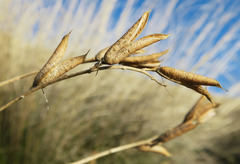 Astragalus conjunctus