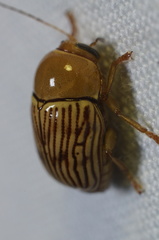 Cryptocephalus umbonatus