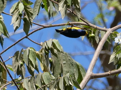 Euphonia affinis