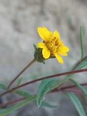 Wedelia greenmanii