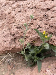Cryptantha nevadensis