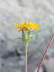 Wedelia greenmanii