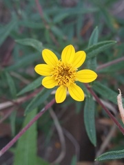 Wedelia greenmanii