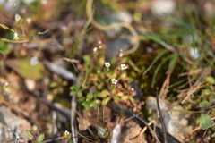 Saxifraga tridactylites