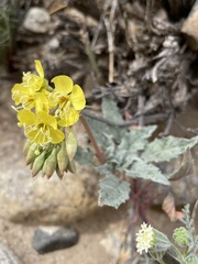 Chylismia claviformis lancifolia