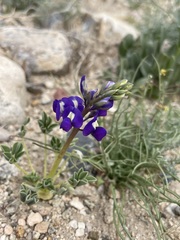 Lupinus odoratus