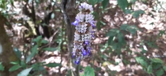 Salvia mocinoi