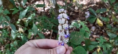 Salvia mocinoi
