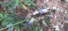 Salvia mocinoi