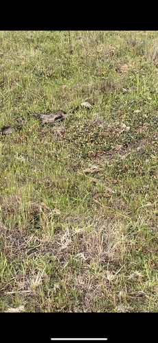 iNaturalist observation photo of Gopher Snake