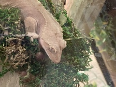 Correlophus