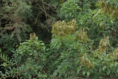 Dalbergia obovata