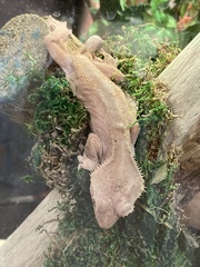 Correlophus