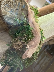 Correlophus