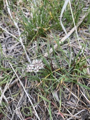Lomatium geyeri