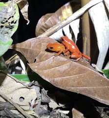 Oophaga pumilio