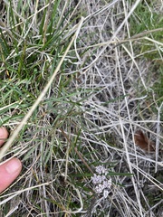 Lomatium geyeri