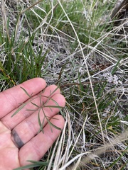 Lomatium geyeri