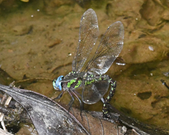 Rhionaeschna planaltica