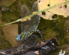 Rhionaeschna planaltica