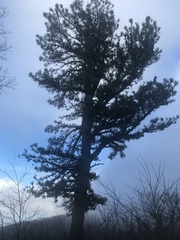 Pinus pungens