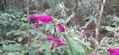 Salvia dorisiana