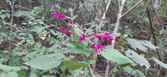 Salvia dorisiana