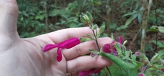 Salvia dorisiana