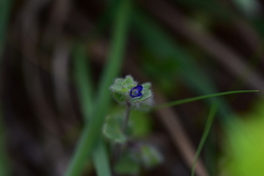 Veronica triloba