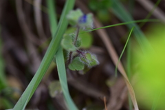 Veronica triloba