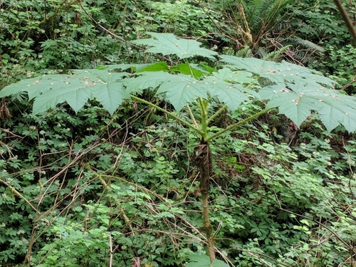 Devil's Club (Oplopanax horridus)