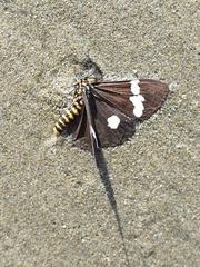 Nyctemera annulata × amicus