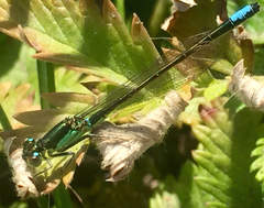 Ischnura gemina